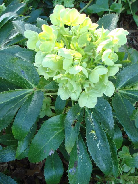 Helleborus x sternii fleur (3)